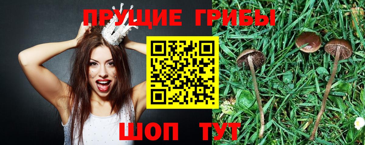 Псилоцибиновые грибы GOLDEN TEACHER  Вход с VPN  Грязи 
